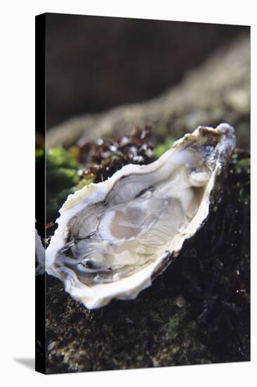 Oyster-Veronique Leplat-Premier Image Canvas