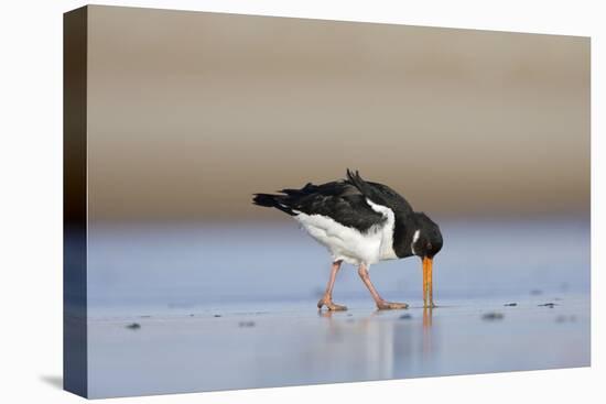 Oystercatcher Probing into the Sand for a Worm-null-Premier Image Canvas