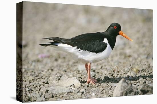 Oystercatcher Side View, on Rocky Shore-null-Premier Image Canvas