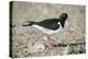 Oystercatcher Side View, on Rocky Shore-null-Premier Image Canvas