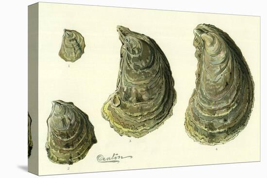 Oysters Ages 1-4-null-Premier Image Canvas