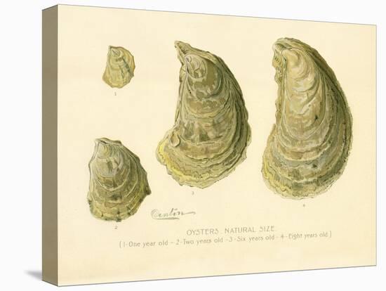 Oysters Natural Size-null-Premier Image Canvas