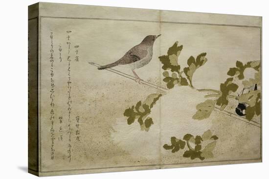 P.332-1946 Vol.2 F.2 Manchurian Great Tit and a Robin, from an Album 'Birds Compared in Humorous…-Kitagawa Utamaro-Premier Image Canvas