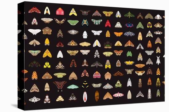 Pachanga Moths from Ecuador-Belen Mena-Premier Image Canvas