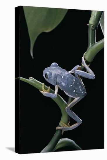 Pachymedusa Dacnicolor (Mexican Leaf Frog)-Paul Starosta-Premier Image Canvas