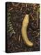 Pacific Banana Slug-Bob Gibbons-Premier Image Canvas