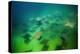 Pacific Cownose Rays (Rhinoptera Steindachneri)-Reinhard Dirscherl-Premier Image Canvas