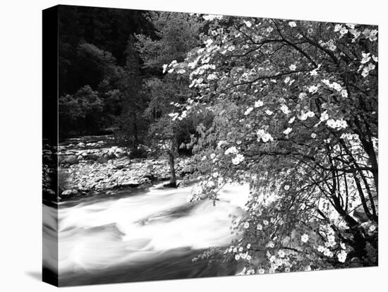 Pacific Dogwood Tree, Merced River, Yosemite National Park, California, USA-Adam Jones-Premier Image Canvas