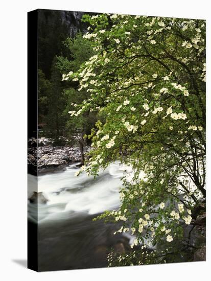 Pacific Dogwood Tree, Merced River, Yosemite National Park, California, USA-Adam Jones-Premier Image Canvas