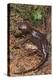 Pacific Giant Salamander-DLILLC-Premier Image Canvas