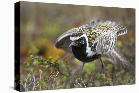 Pacific Golden-Plover (Pluvialis Fulva) Male Performing Distraction Display-Gerrit Vyn-Premier Image Canvas