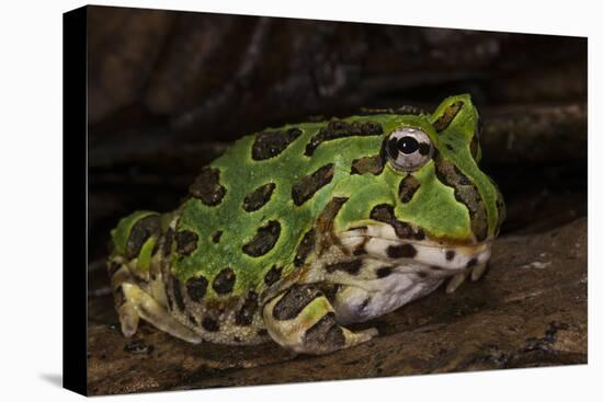Pacific Horned Frog, South America Range, Ecuador-Pete Oxford-Premier Image Canvas
