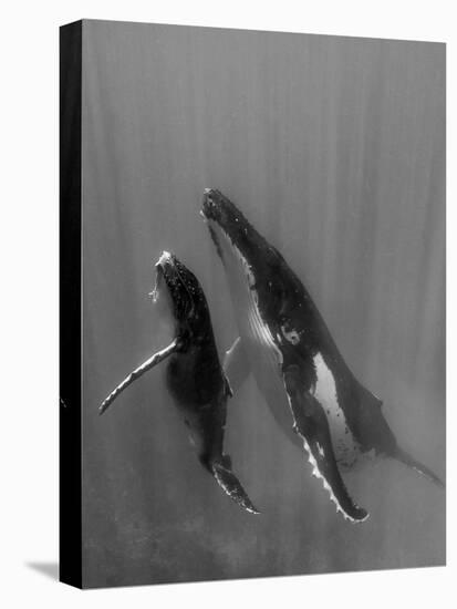 Pacific Islands, Tonga. Mother and Calf, Humpback Whales-Judith Zimmerman-Premier Image Canvas