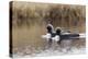 Pacific Loon Pair-Ken Archer-Premier Image Canvas