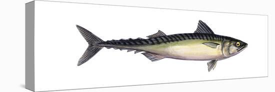 Pacific Mackerel (Scomber Japonicus), Fishes-Encyclopaedia Britannica-Stretched Canvas