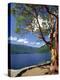Pacific Madrone and Crescent Lake-James Randklev-Premier Image Canvas