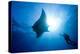 Pacific Manta and Scuba Diver-Stephen Frink-Premier Image Canvas