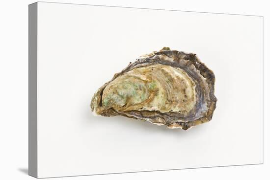 Pacific Oyster-David Nunuk-Premier Image Canvas