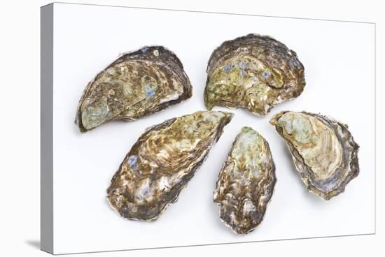 Pacific Oysters-David Nunuk-Premier Image Canvas