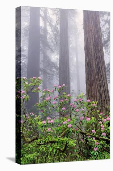 Pacific Rhododendron in foggy redwood forest, Redwood National Park.-Adam Jones-Premier Image Canvas