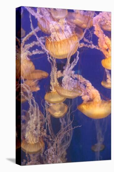 Pacific Sea Nettle Jellyfish, Chrysaora Fuscescens-steffstarr-Premier Image Canvas