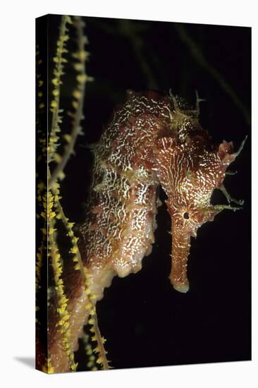 Pacific Seahorse (Hippocampus Ingens) Galapagos Islands, East Pacific Ocean-Franco Banfi-Premier Image Canvas