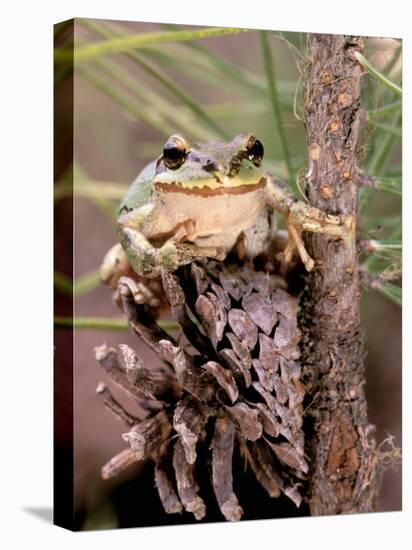 Pacific Tree Frog, Umatilla National Forest, Oregon, USA-Gavriel Jecan-Premier Image Canvas