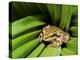 Pacific Tree Frog, Umatilla National Forest, Oregon, USA-Gavriel Jecan-Premier Image Canvas