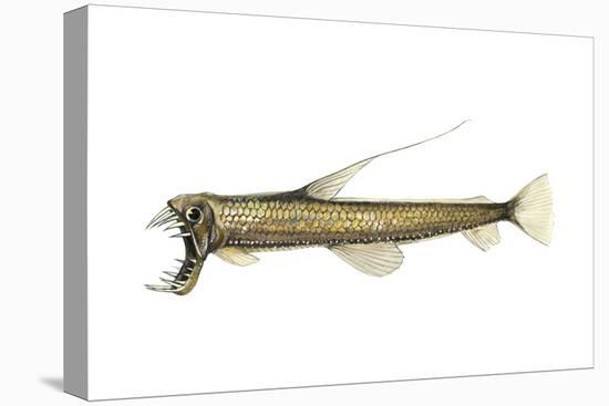 Pacific Viperfish (Chauliodus Macouni), Fishes-Encyclopaedia Britannica-Stretched Canvas