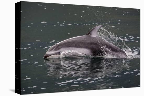 Pacific White-Sided Dolphin (Lagenorhynchus Obliquidens), British Columbia, Canada-Michael Nolan-Premier Image Canvas