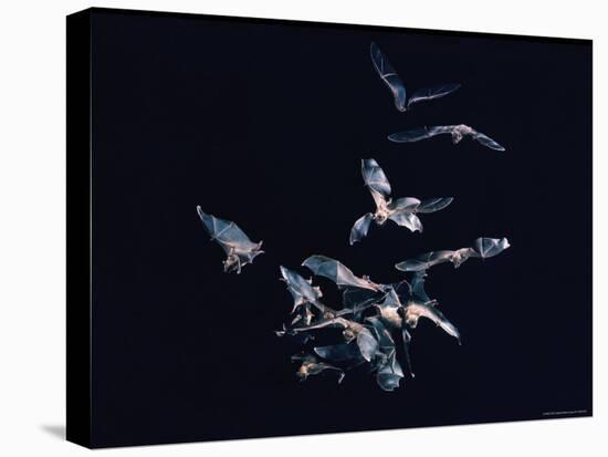 Pack of Spear Nosed Bats in Flight at Yale's Kline Biology Lab-Nina Leen-Premier Image Canvas
