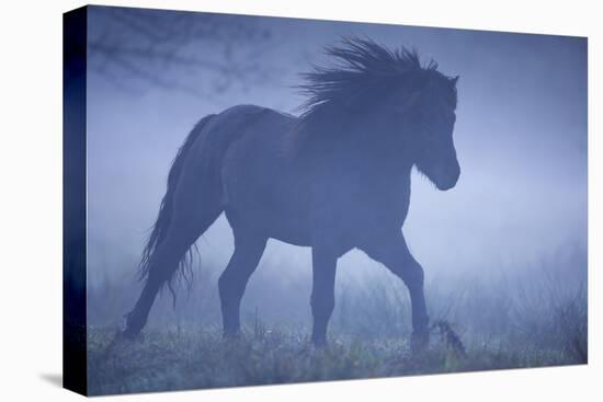 Paddock, Iceland Horse, Movement, Fogs, Series, Pasture, Meadow, Animals, Mammal, Horse-Ronald Wittek-Premier Image Canvas