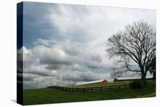 Paddock Tree-Robert Goldwitz-Premier Image Canvas