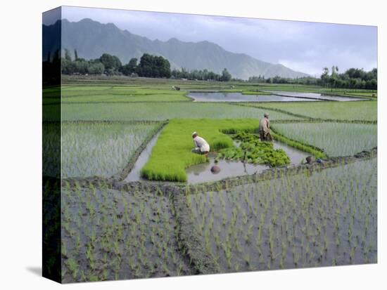 Paddy Fields, Farmers Planting Rice, Kashmir, India-John Henry Claude Wilson-Premier Image Canvas