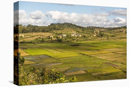 Paddy Rice Field Landscape in the Madagascar Central Highlands Near Ambohimahasoa-Matthew Williams-Ellis-Premier Image Canvas