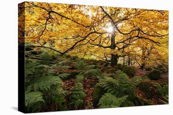 Padley Gorge, Peak District, Derbyshire, England, United Kingdom, Europe-Ben Pipe-Premier Image Canvas