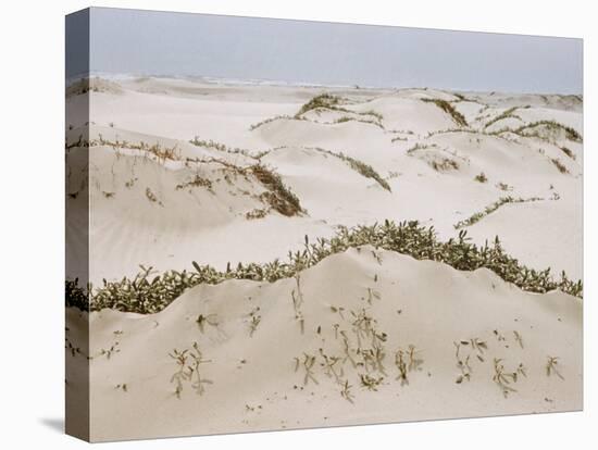 Padre Island Dunes Crested with Grass, White Capped Waves from the Gulf of Mexico Lapping at Shore-Eliot Elisofon-Premier Image Canvas