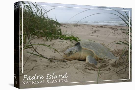 Padre Island National Seashore - Kemp's Ridley Sea Turtle Hatching-Lantern Press-Stretched Canvas