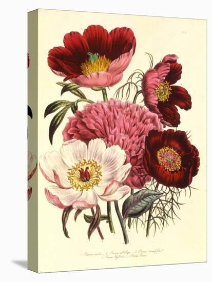 Paeonia Edulis, c.1800-null-Premier Image Canvas