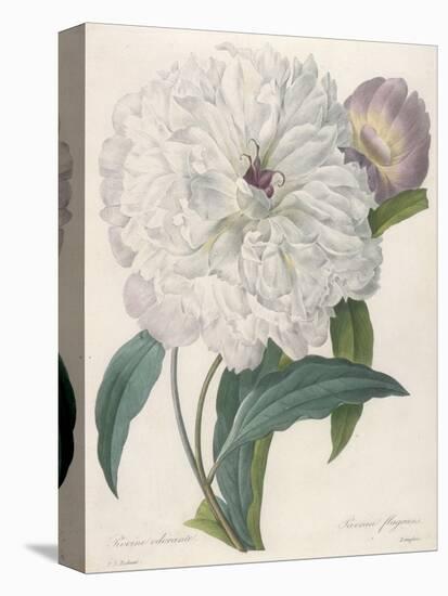 Paeonia Flagrans (Peony), 1827-Pierre Joseph Redoute-Premier Image Canvas