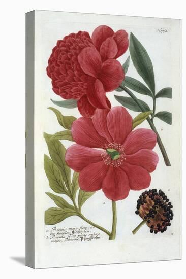 Paeonia from Johann Wilhelm Weinmann's Phytanthoza Iconographia, 1737-Georg Dionysius Ehret-Premier Image Canvas