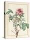 Paeonia Montan-Pierre Joseph Redoute-Premier Image Canvas