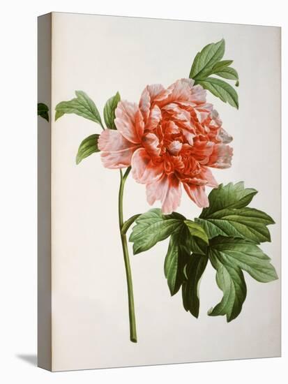 Paeonia Moutan or Peony, from Plantes Rares a Malmaison-Pierre-Joseph Redouté-Premier Image Canvas