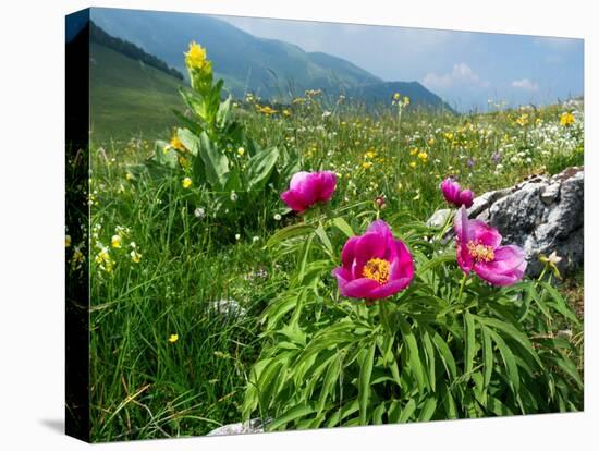 Paeony flowering, Italy-Konrad Wothe-Premier Image Canvas