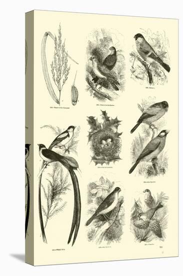 Page from the Pictorial Museum of Animated Nature-null-Premier Image Canvas