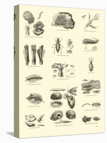 Page from the Pictorial Museum of Animated Nature-null-Premier Image Canvas