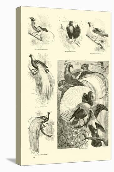 Page from the Pictorial Museum of Animated Nature-null-Premier Image Canvas
