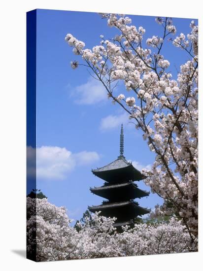 Pagoda of Ninnaji Temple and Cherry Blossoms-null-Premier Image Canvas
