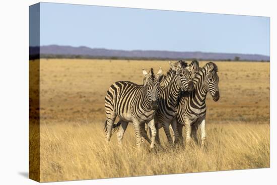 Pains Zebra (Equus Quagga Burchelli), Mokala National Park, South Africa, Africa-Ann & Steve Toon-Premier Image Canvas