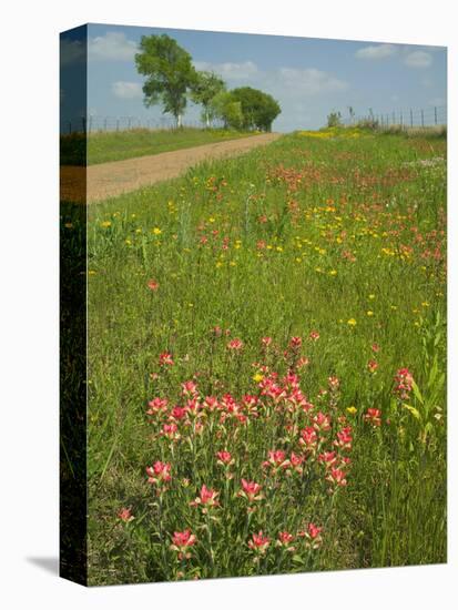 Paint Brush and Dirt Road, Cuero, Texas, USA-Darrell Gulin-Premier Image Canvas